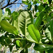 Noronhia emarginata (Lam.) Thouars..takamaka de Madagascar.doucette.oleaceae.espèce cultivée. (1).jpeg